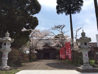 4月8日桜満開の花まつり